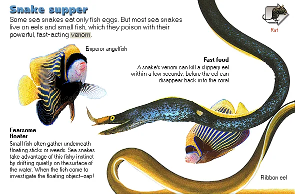 Snake supper