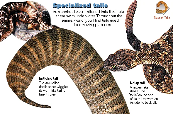 Specialized tails