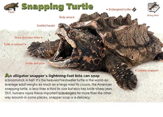 Snapping Turtle