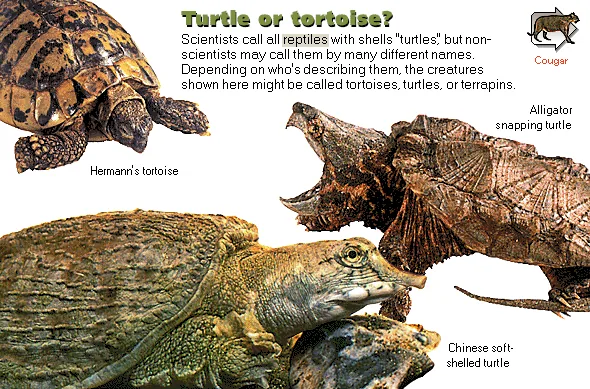 Turtle or tortoise?
