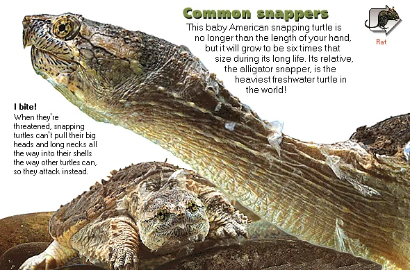 Common snappers