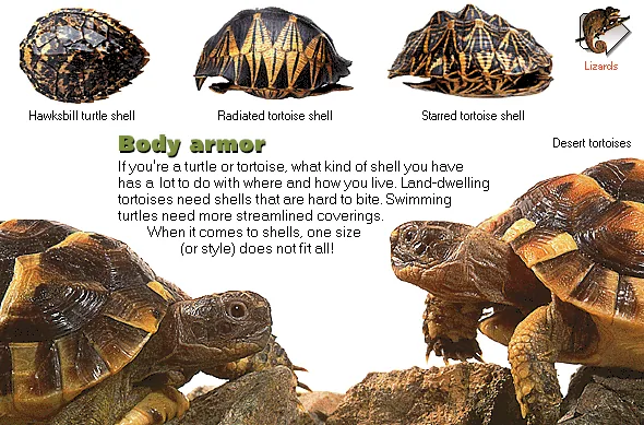 Body armor