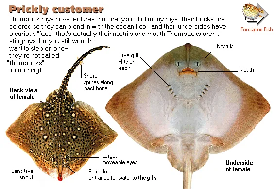 Prickly customer