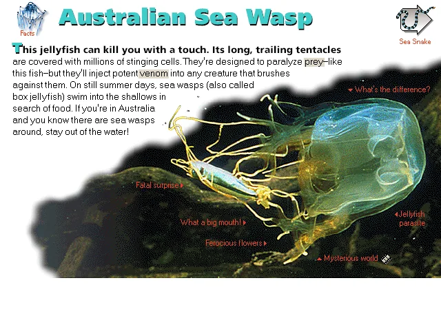 Australian Sea Wasp