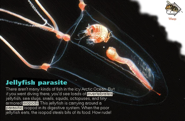Jellyfish parasite