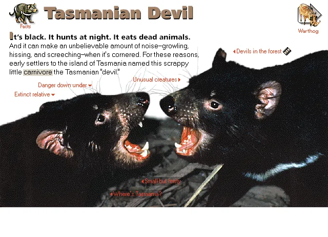 Tasmanian Devil