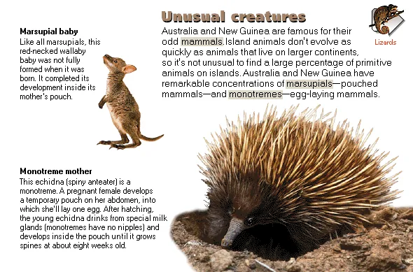 Unusual creatures
