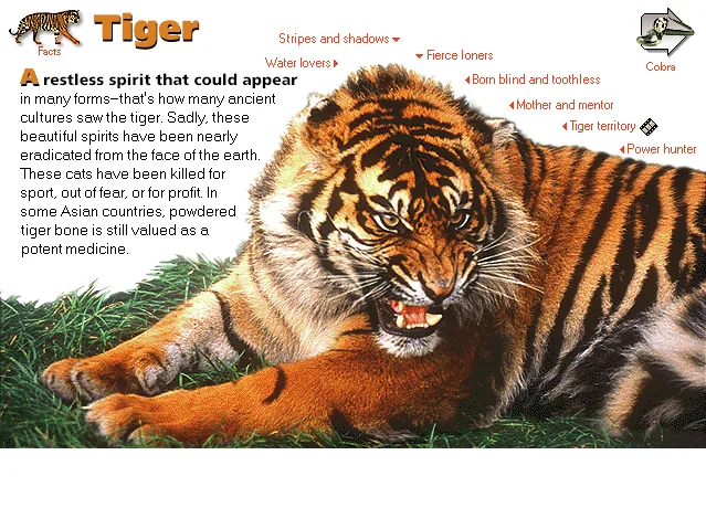 Tiger