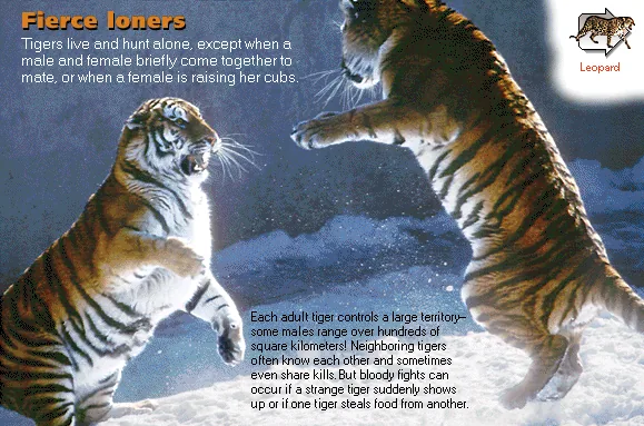 Fierce loners
