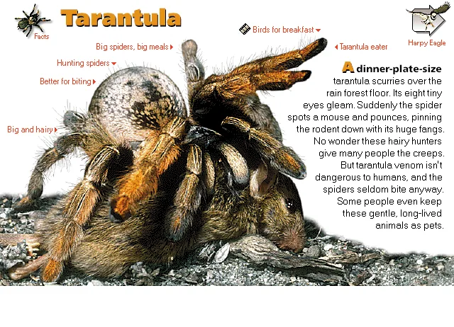 Tarantula