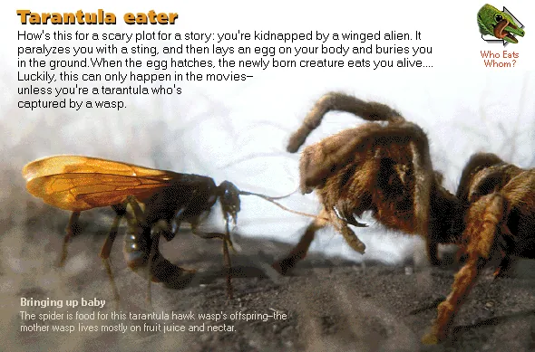 Tarantula eater