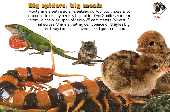 Big spiders, big meals
