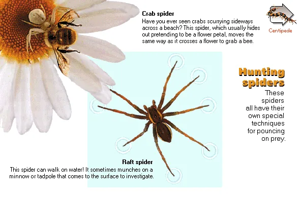 Hunting spiders