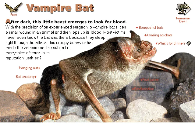 Vampire Bat