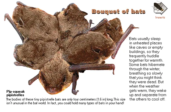 Bouquet of bats
