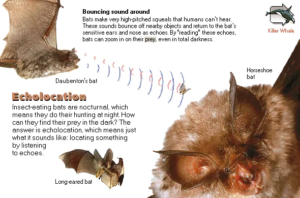 Echolocation