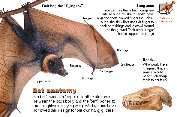 Bat anatomy