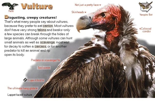 Vulture