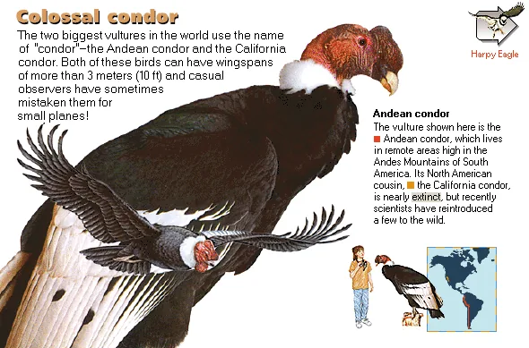 Colossal condor
