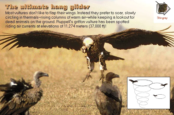 The ultimate hang glider
