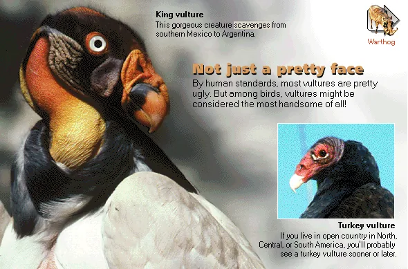 Not just a pretty face