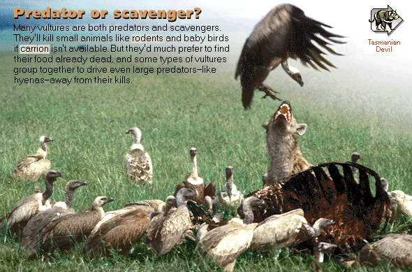 Predator or scavenger?