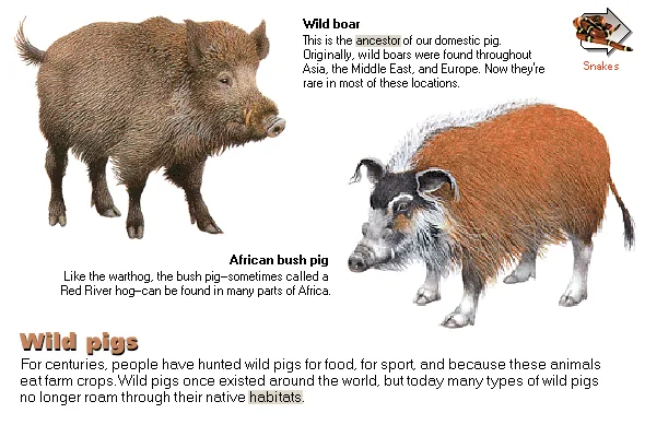 Wild pigs