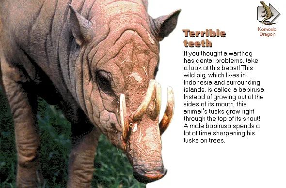 Terrible teeth