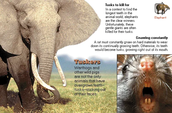 Tuskers