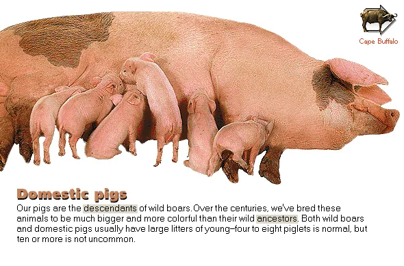Domestic pigs