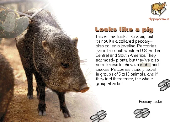 Looks like a pig