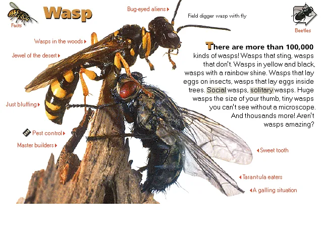 Wasp