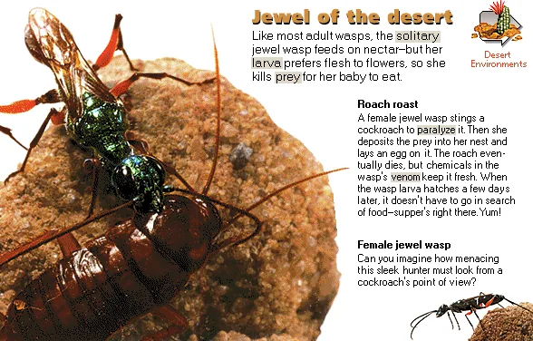 Jewel of the desert