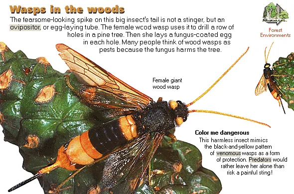 Wasps in the woods