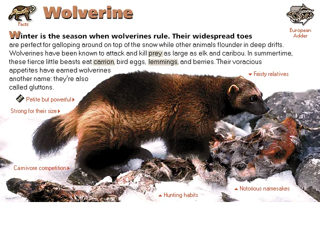 Wolverine