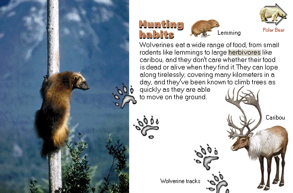 Hunting habits