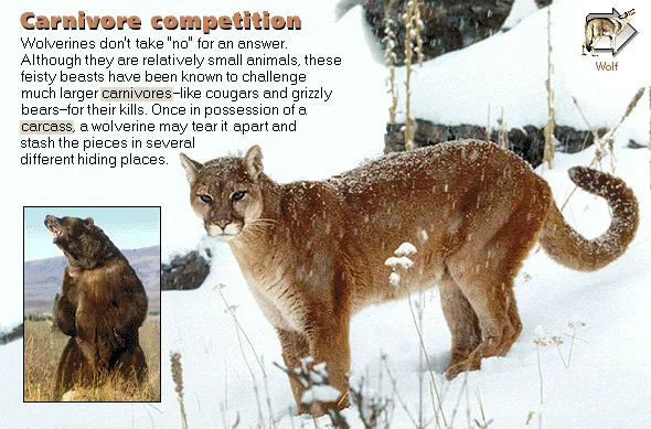 Carnivore competition