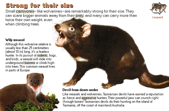 Strong for their size