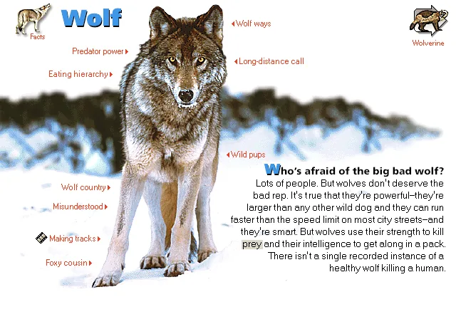Wolf