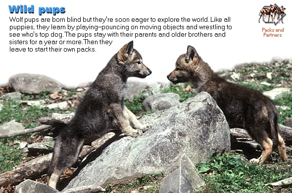 Wild pups