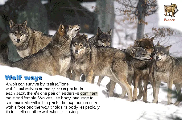 Wolf ways