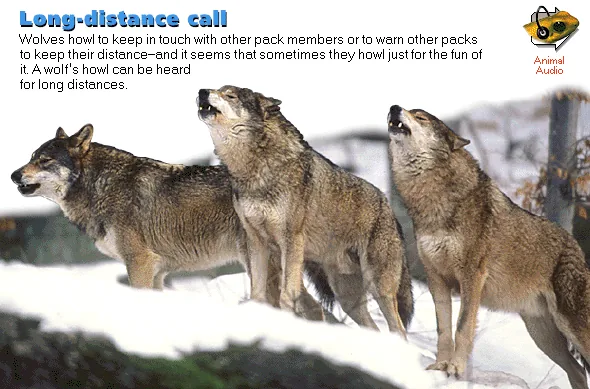 Long-distance call