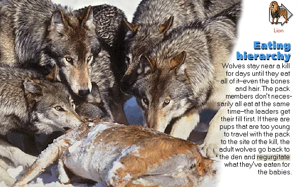 Eating hierarchy
