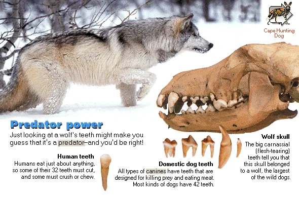 Predator power