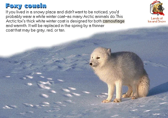 Foxy cousin